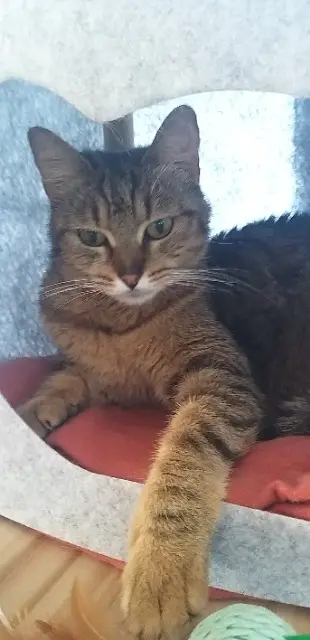 chatte lost   38230 Tignieu-Jameyzieu Nala