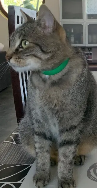 chatte lost   38980 Viriville Titi