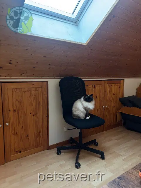 gata lost   38380 Saint-Laurent-du-Pont Topaze