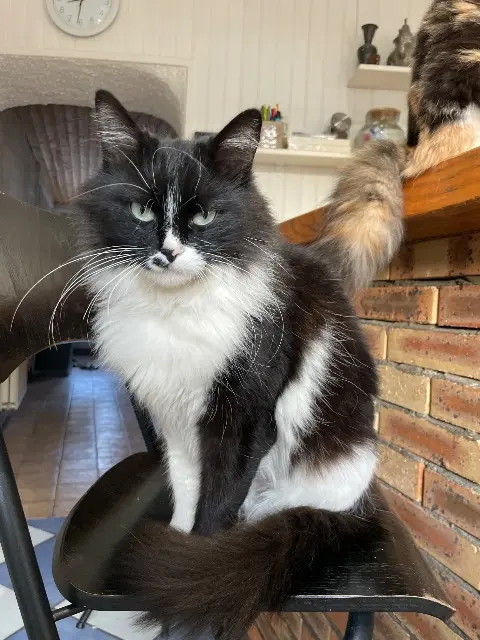chatte lost   38800 Le Pont-de-Claix Twixy
