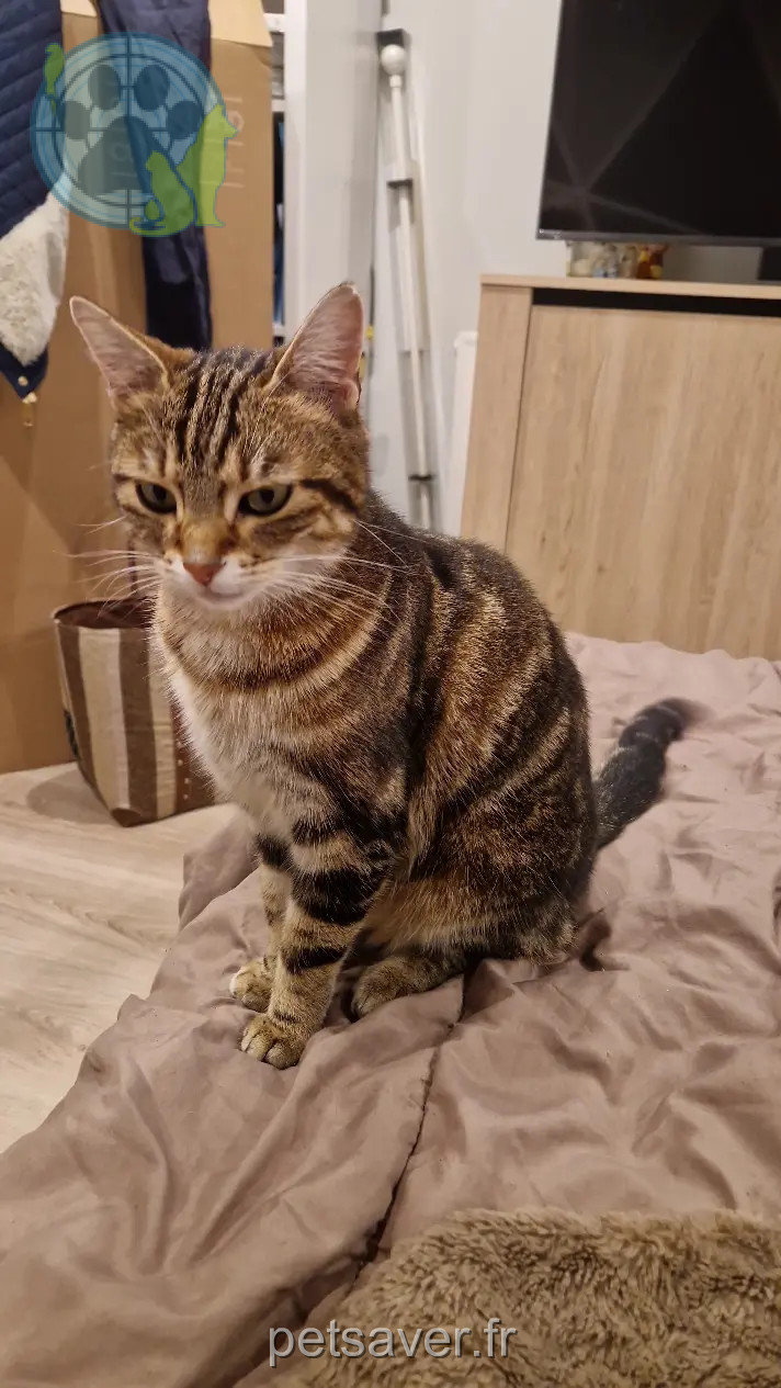 Katze vermisst 150 Rue de la Garenne 38780 Septème Twyla Katze lost 150 Rue de la Garenne 38780 Septème Twyla
