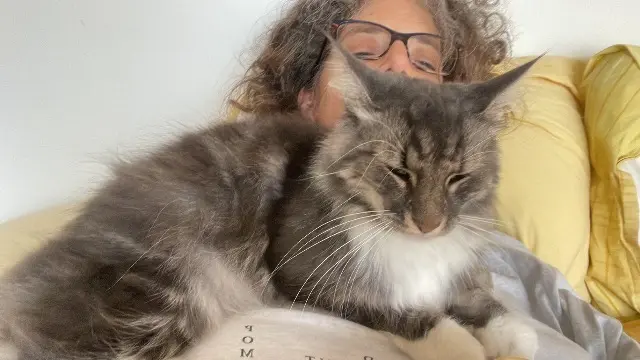 chatte lost   38410 Vaulnaveys-le-Haut Uguette