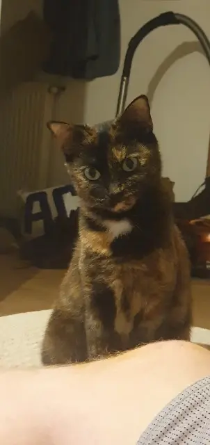 chatte lost   38500 Voiron Ulkia