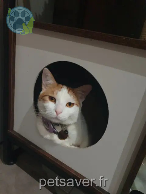 chatte perdue 38230 Chavanoz Ulysse chatte lost 38230 Chavanoz Ulysse