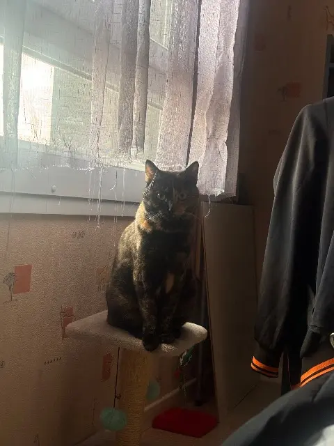 chatte lost   38790 Diémoz Unaï