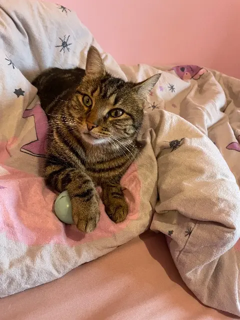 chatte lost   38690 Châbons Upsa