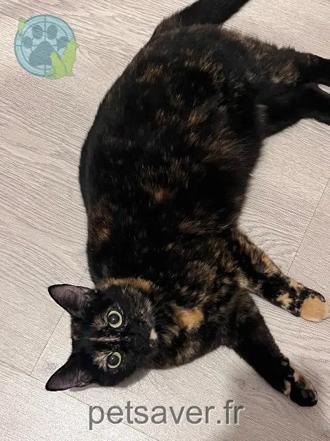 cat lost   38260 La Frette Uzum