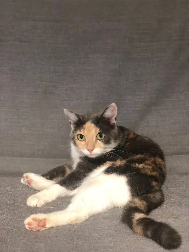 Chatte Perdue 38 Isère Vézeronce-Curtin Chatte Perdue 38 Isère Vézeronce-Curtin