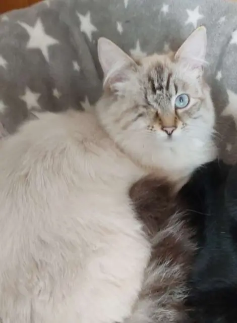 chatte lost   38780 Pont-Évêque Wasabi