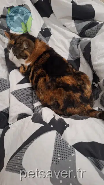 chatte lost   38240 Meylan Wendy