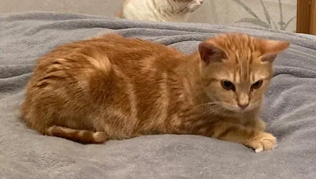 chatte lost   38080 Saint-Alban-de-Roche Winnie