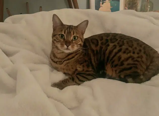 chatte lost   38130 Échirolles Winny