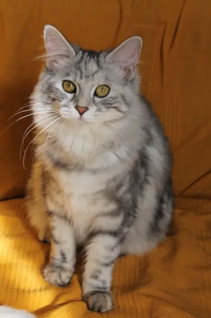 chatte lost   38540 Valencin Yacinthe