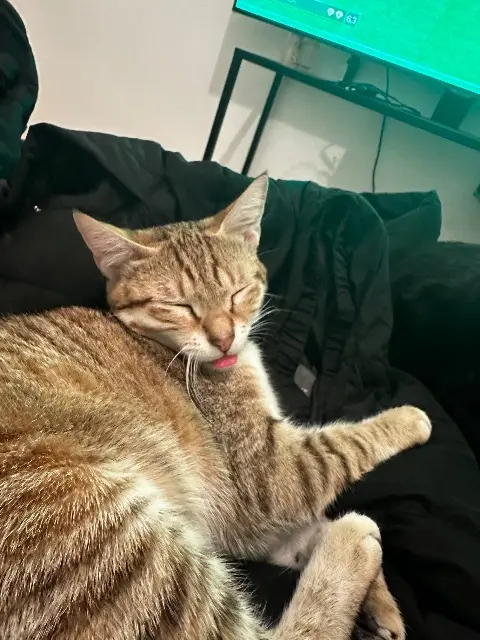chatte lost   38230 Pont-de-Chéruy Yumi