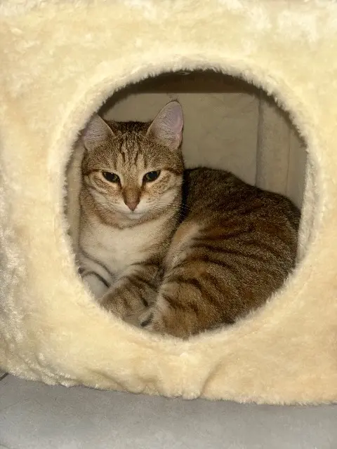 chatte lost   38230 Pont-de-Chéruy Yumi
