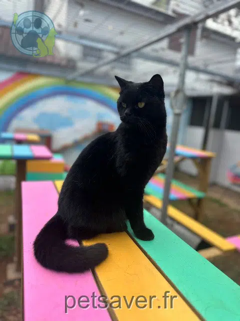 chatte lost 38690 Le Grand-Lemps Yumi