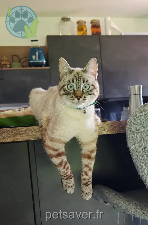 Chatte Perdue 38 Isère - Yuna Chatte Perdue 38 Isère - Yuna