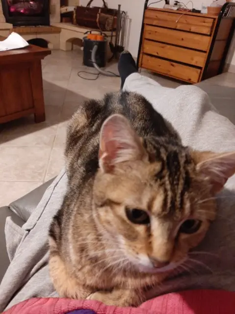 chatte lost   38270 Marcollin Zette