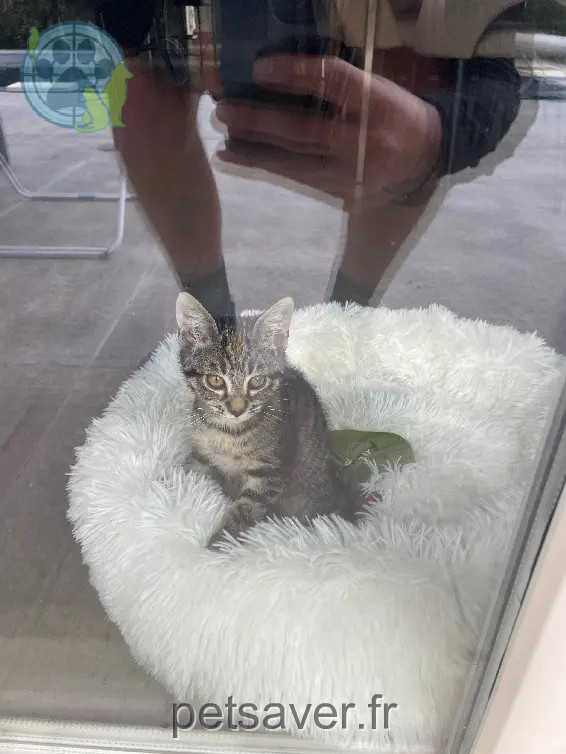 Chatte Perdue 38 Isère - Zizoue Chatte Perdue 38 Isère - Zizoue