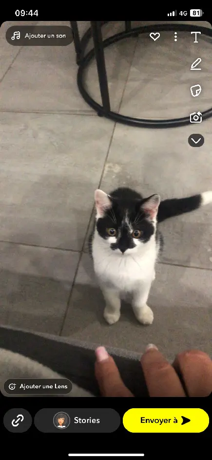 Chatte Perdue 38 Isère Chatte Perdue 38 Isère