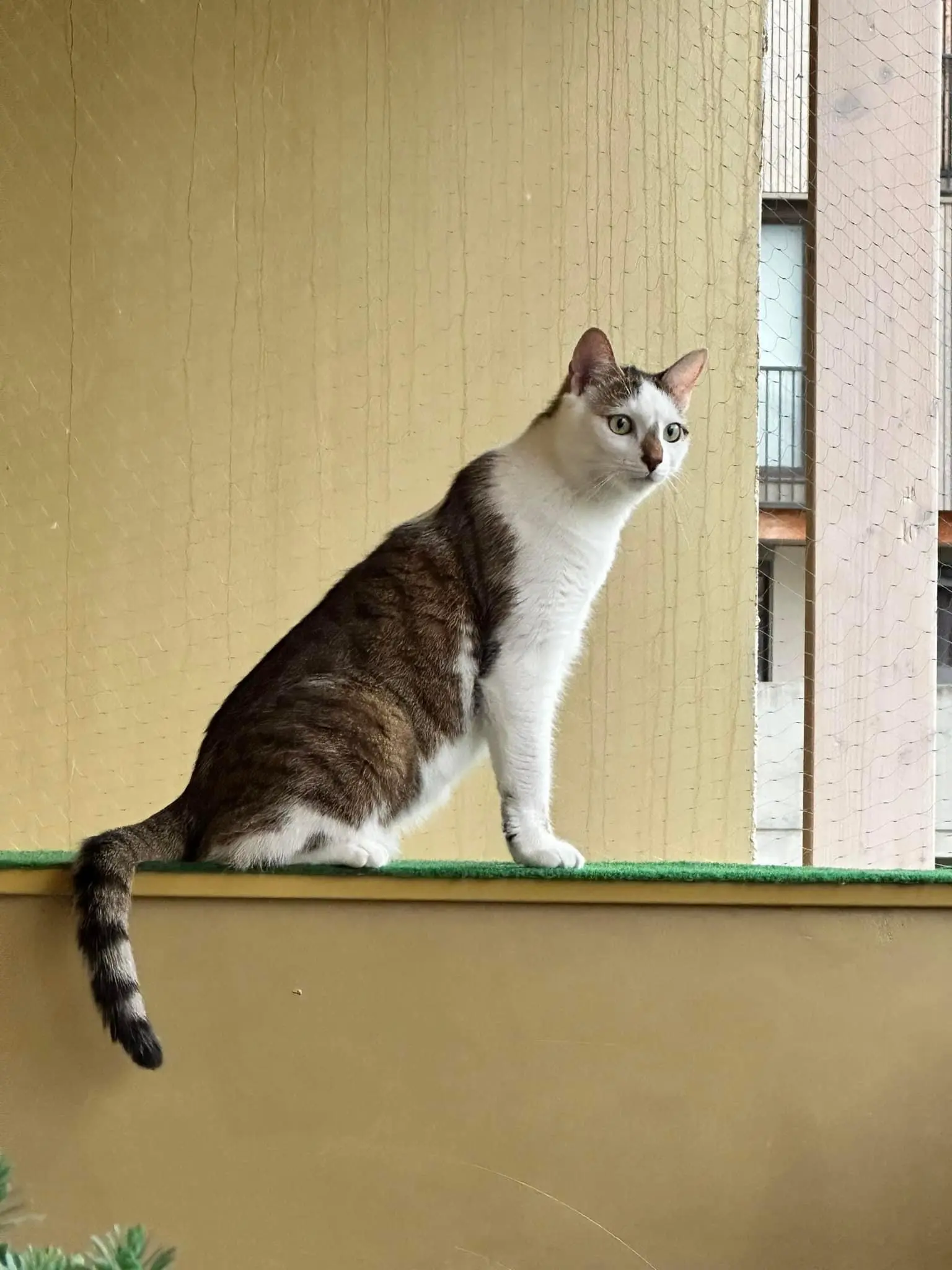 Chatte Perdue 38 Isère Chatte Perdue 38 Isère