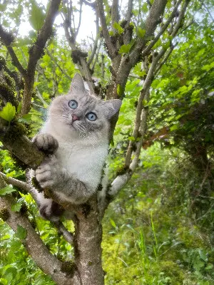 Chatte Perdue 38 Isère Chatte Perdue 38 Isère