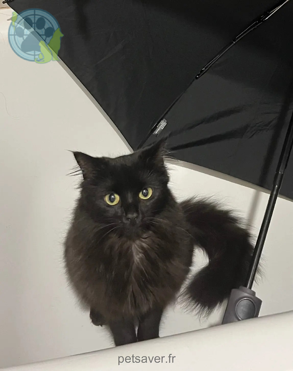 Chatte Perdue 38 Isère Chatte Perdue 38 Isère