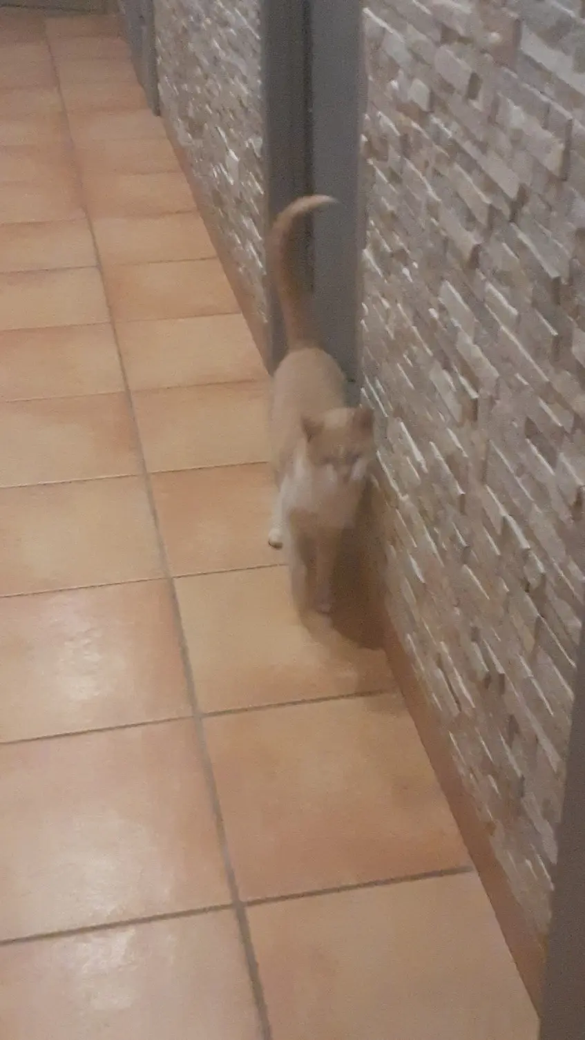 Chatte Perdue 38 Isère Chatte Perdue 38 Isère