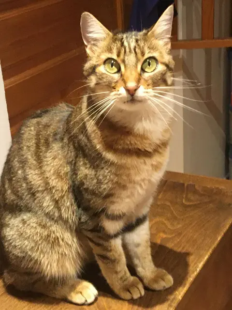 Katze vermisst 38460 Leyrieu Émeraude Katze lost 38460 Leyrieu Émeraude