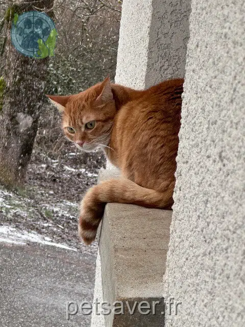 cat lost 39260 Moirans-en-Montagne Arya cat lost 39260 Moirans-en-Montagne Arya