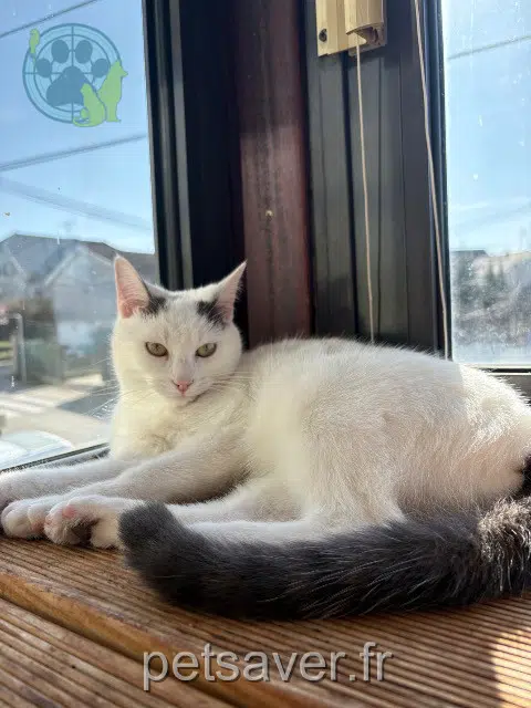 chatte lost   39100 Dole Ava