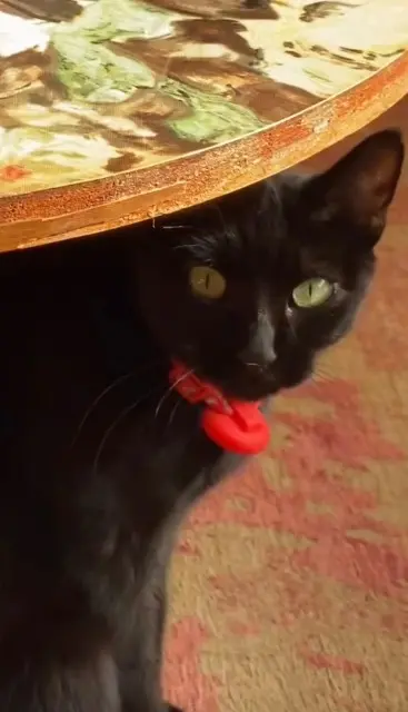 chatte lost   39260 Moirans-en-Montagne Baguy