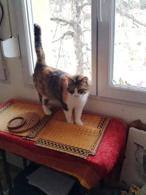 chatte lost   39120 Rahon Baïka