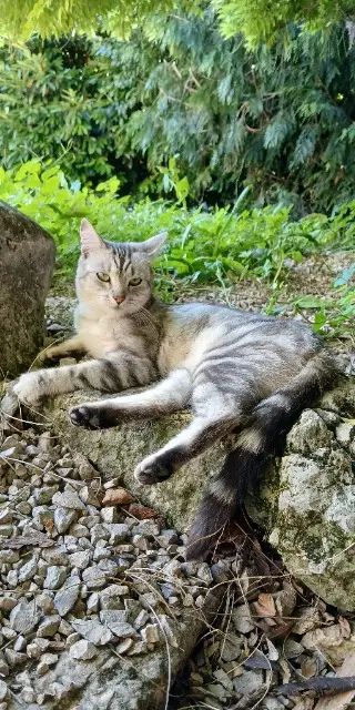 chatte lost   39190 Beaufort-Orbagna Gadji