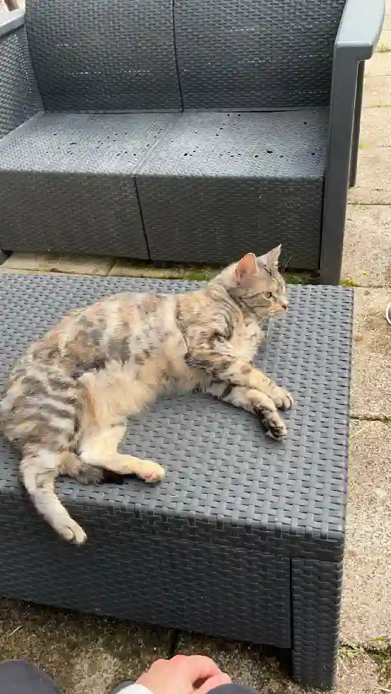 Chatte Perdue 39 Jura Chatte Perdue 39 Jura