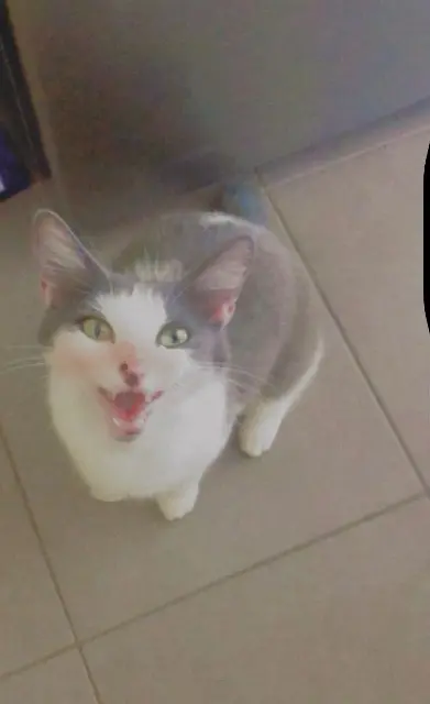 chatte lost   39120 Balaiseaux Chouchou