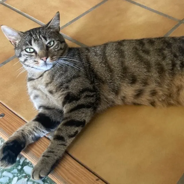 chatte lost   39190 Rosay Croquette