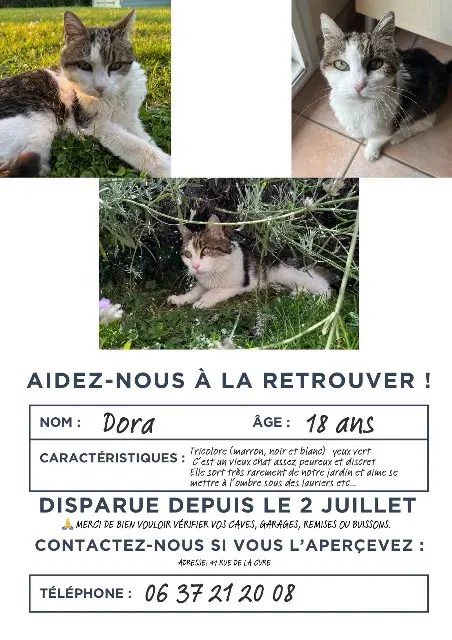 chatte lost   39570 Chilly-le-Vignoble Dora
