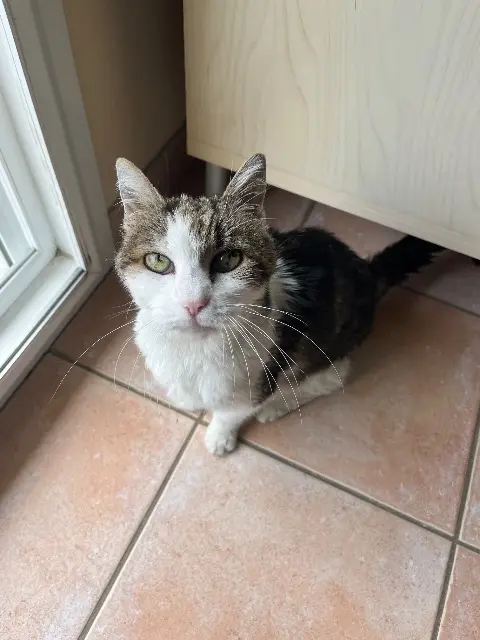 chatte lost   39570 Chilly-le-Vignoble Dora