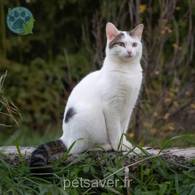 chatte lost   39100 Parcey Ebi