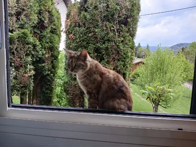 chatte lost   39130 Cogna Gala