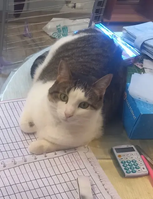 chatte lost   39400 Hauts de Bienne Piba