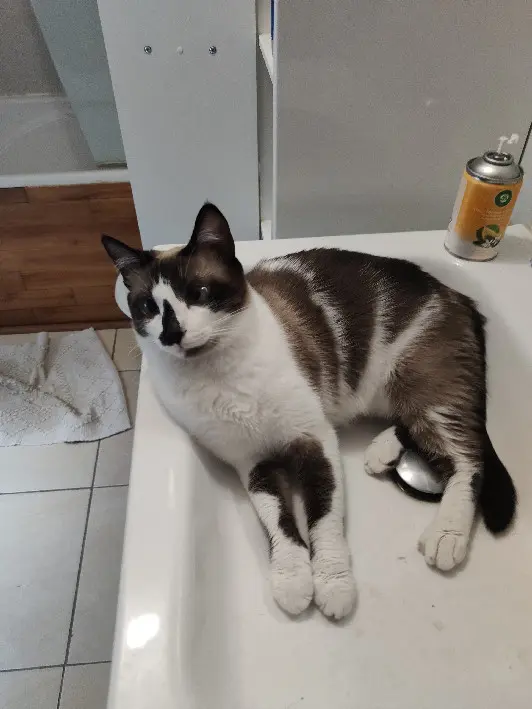 Chatte Perdue 39 Jura - Isis Chatte Perdue 39 Jura - Isis