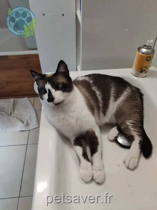 Chatte Perdue 39 Jura - Isis Chatte Perdue 39 Jura - Isis