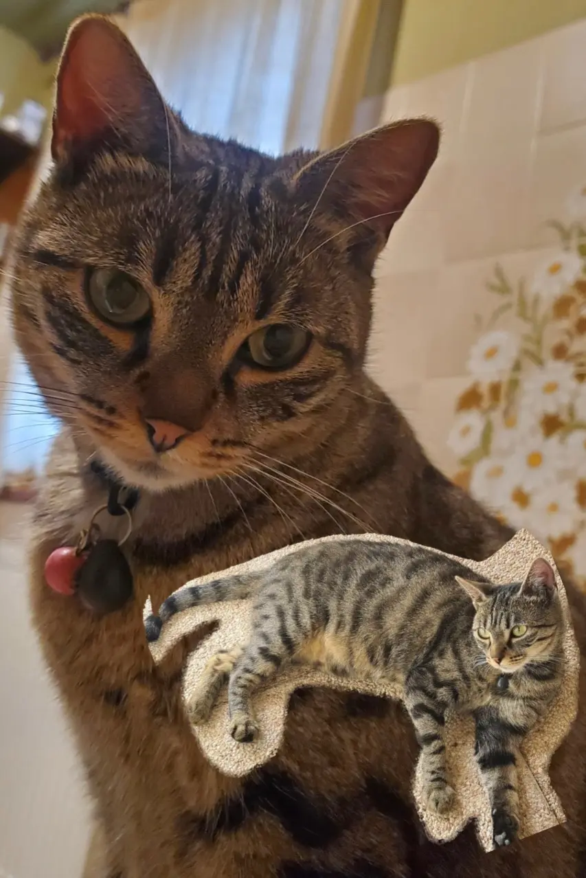 Chatte Perdue 39 Jura Chatte Perdue 39 Jura