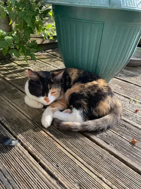 chatte lost   39000 Lons-le-Saunier Lemikii