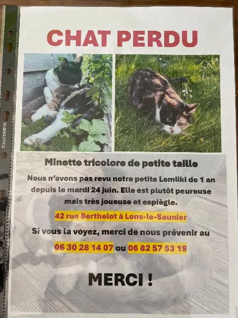 chatte lost   39000 Lons-le-Saunier Lemikkii