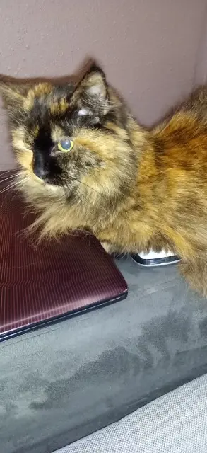chatte lost   39700 Falletans Lola
