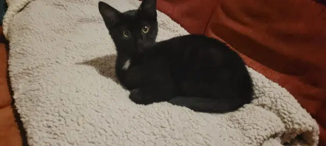 chatte lost   39110 Salins-les-Bains Mia