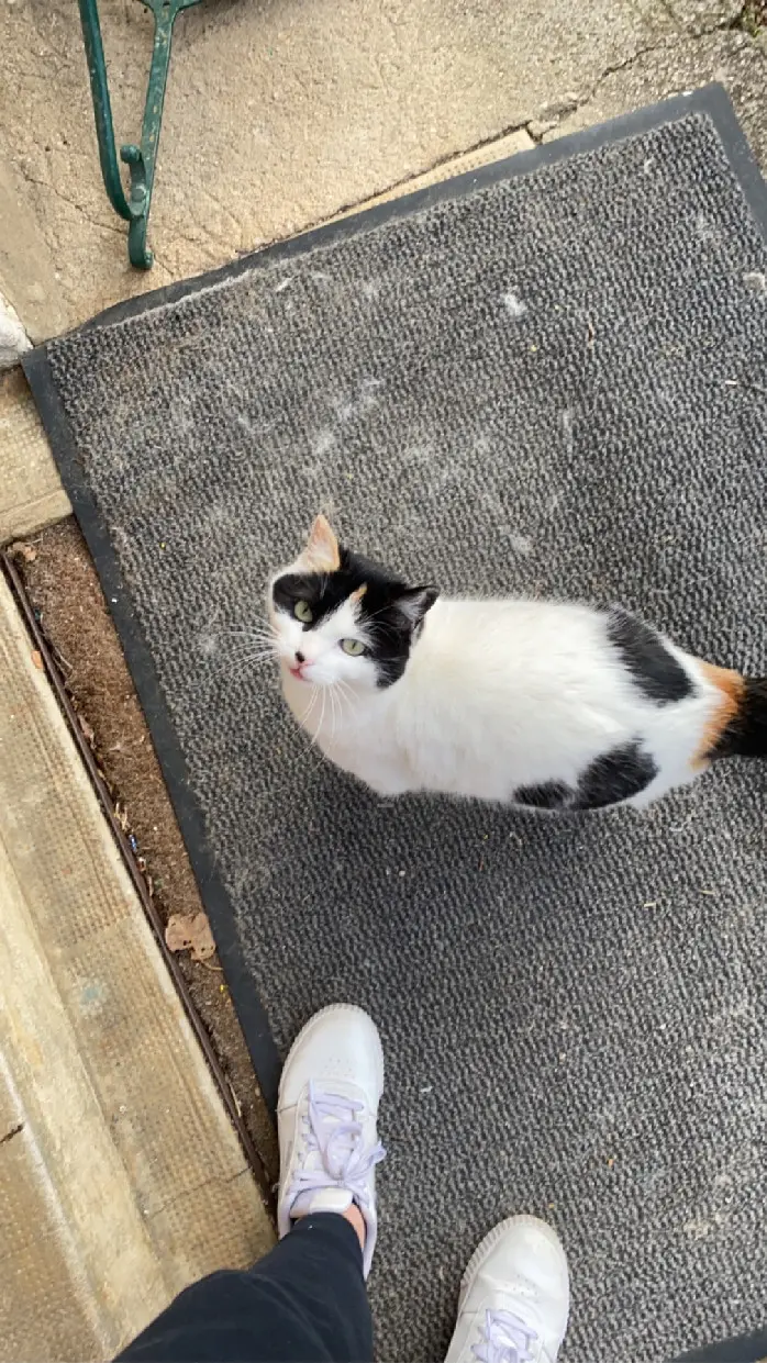 Chatte Perdue 39 Jura - Mili Chatte Perdue 39 Jura - Mili